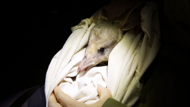 dollar-handle image 0